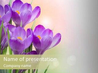 Closeup Ground Flowers PowerPoint Template