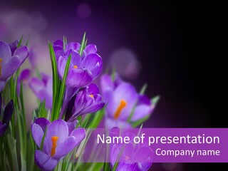 Growth Easter Bloom PowerPoint Template