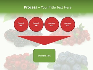 Nature Young Animal PowerPoint Template