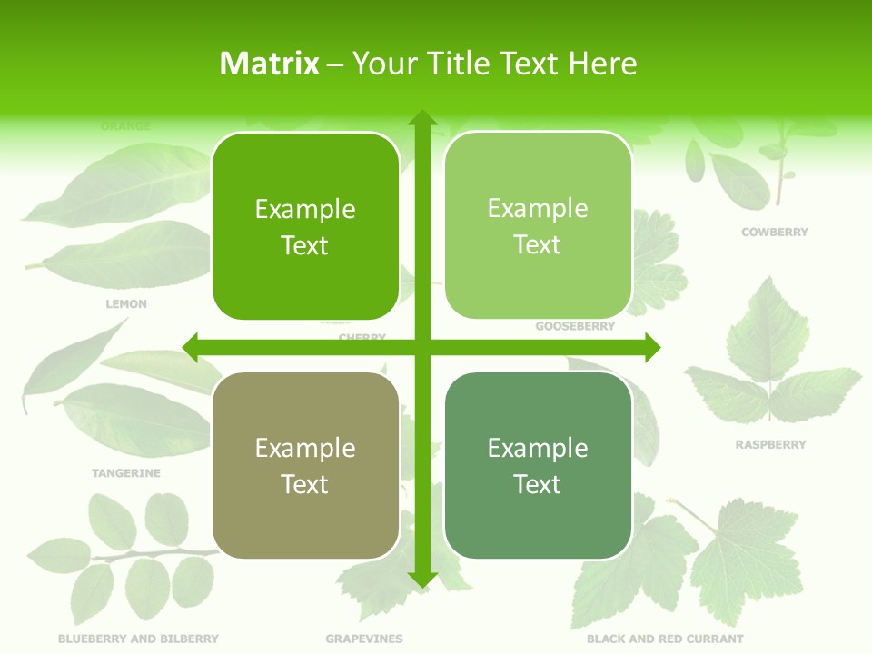 Raspberry Currant Redcurrant PowerPoint Template