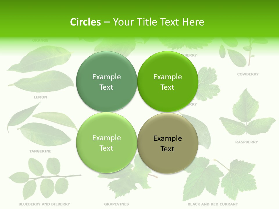 Raspberry Currant Redcurrant PowerPoint Template