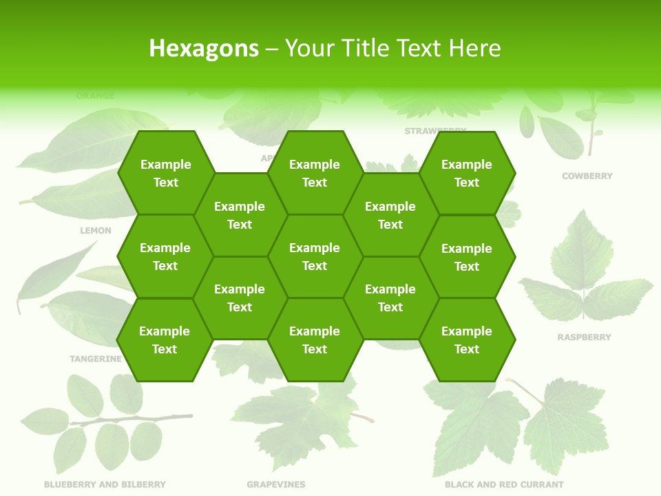 Raspberry Currant Redcurrant PowerPoint Template