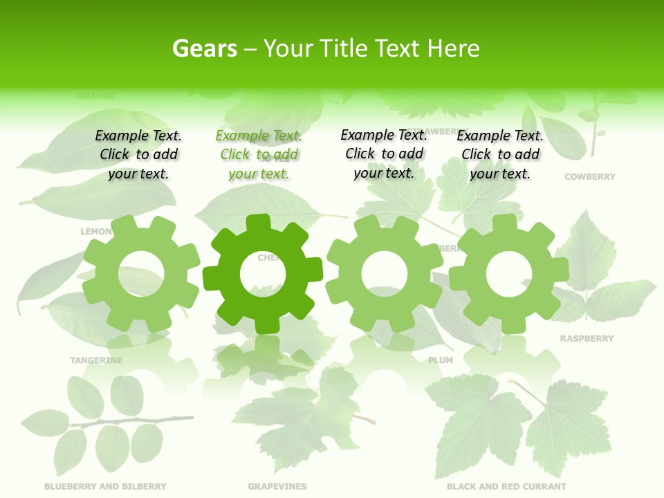 Raspberry Currant Redcurrant PowerPoint Template