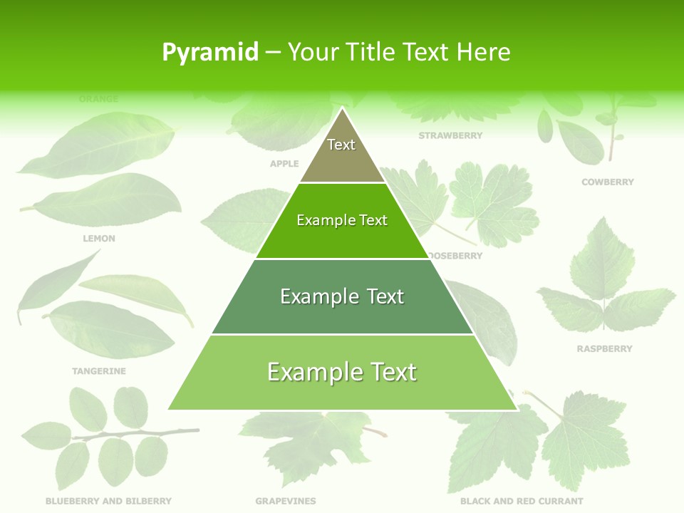 Raspberry Currant Redcurrant PowerPoint Template