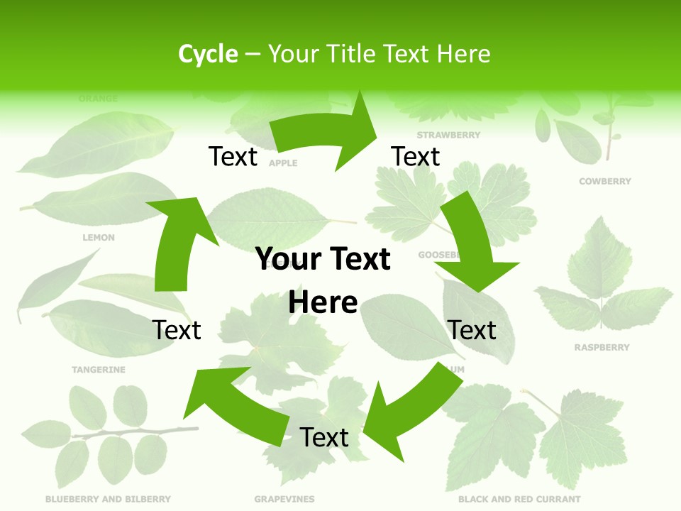 Raspberry Currant Redcurrant PowerPoint Template