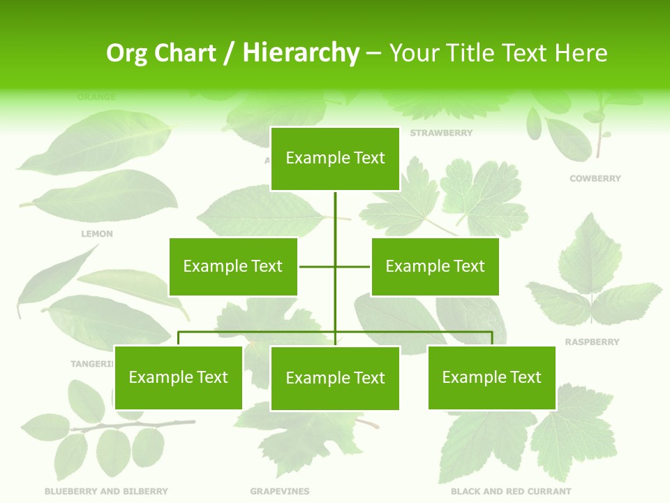 Raspberry Currant Redcurrant PowerPoint Template