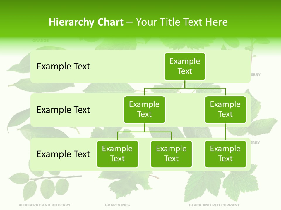 Raspberry Currant Redcurrant PowerPoint Template