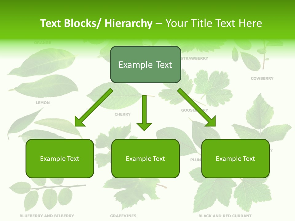 Raspberry Currant Redcurrant PowerPoint Template