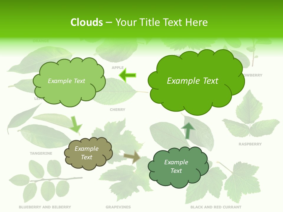 Raspberry Currant Redcurrant PowerPoint Template