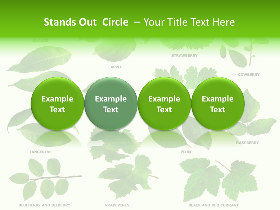 Raspberry Currant Redcurrant PowerPoint Template