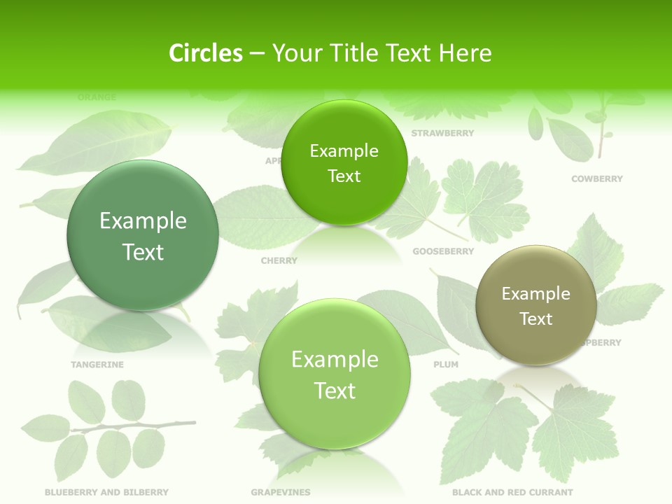 Raspberry Currant Redcurrant PowerPoint Template