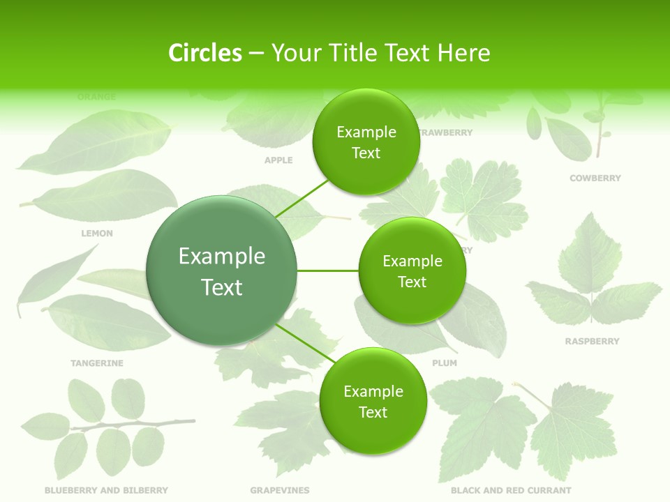 Raspberry Currant Redcurrant PowerPoint Template