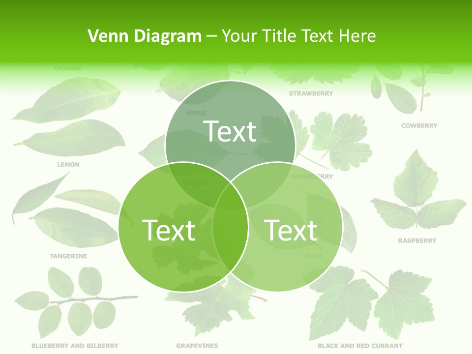 Raspberry Currant Redcurrant PowerPoint Template