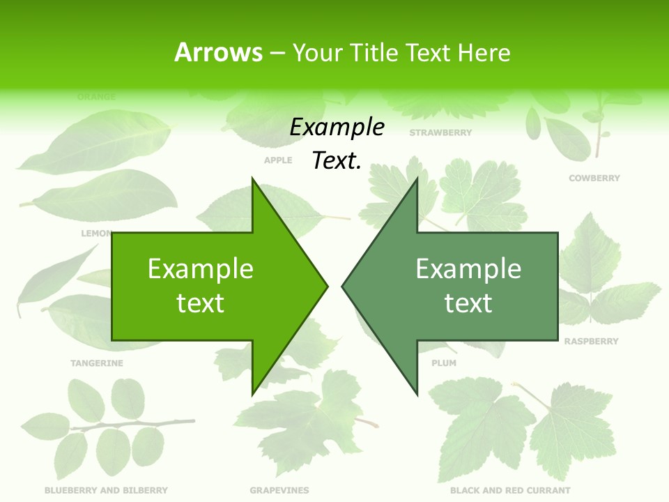 Raspberry Currant Redcurrant PowerPoint Template