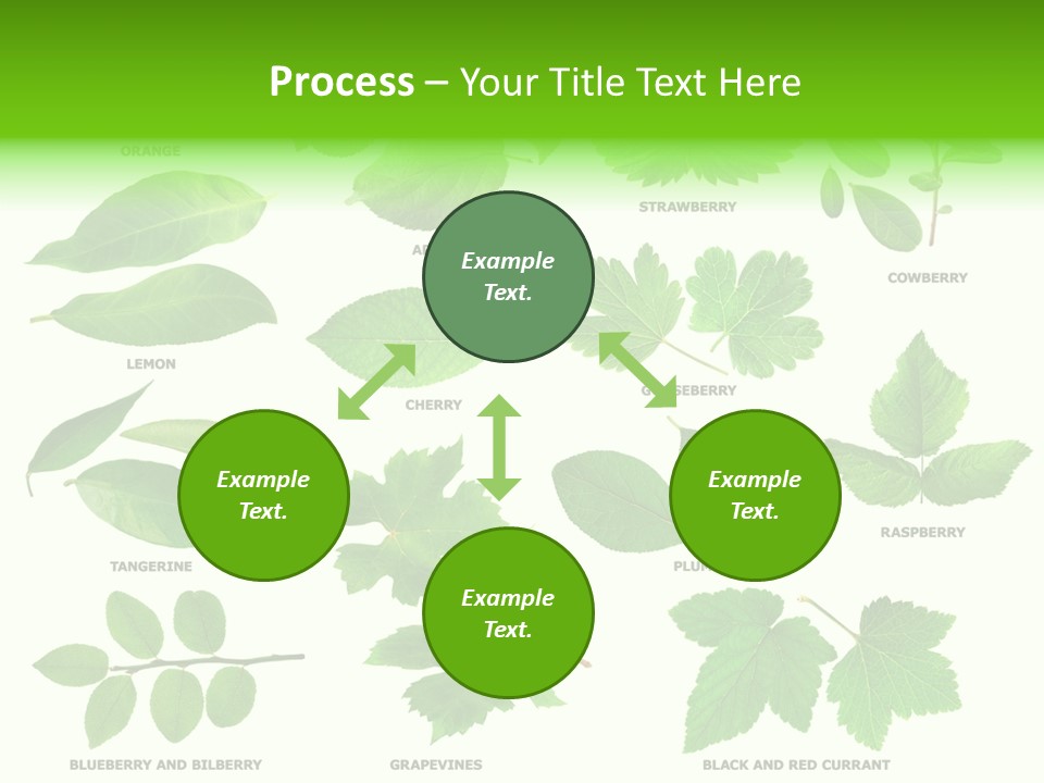 Raspberry Currant Redcurrant PowerPoint Template