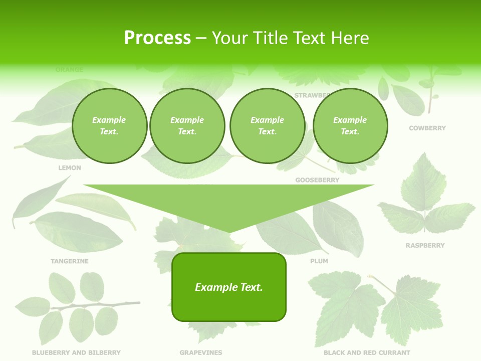 Raspberry Currant Redcurrant PowerPoint Template