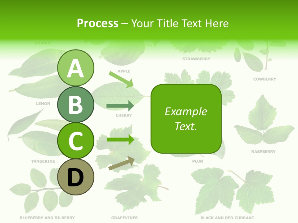 Raspberry Currant Redcurrant PowerPoint Template