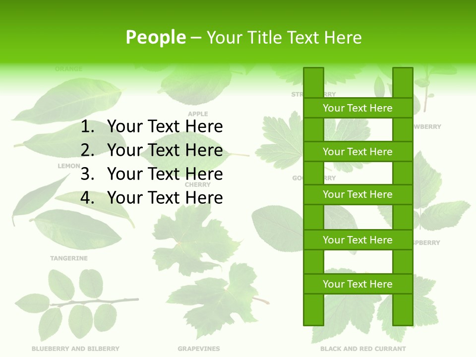 Raspberry Currant Redcurrant PowerPoint Template