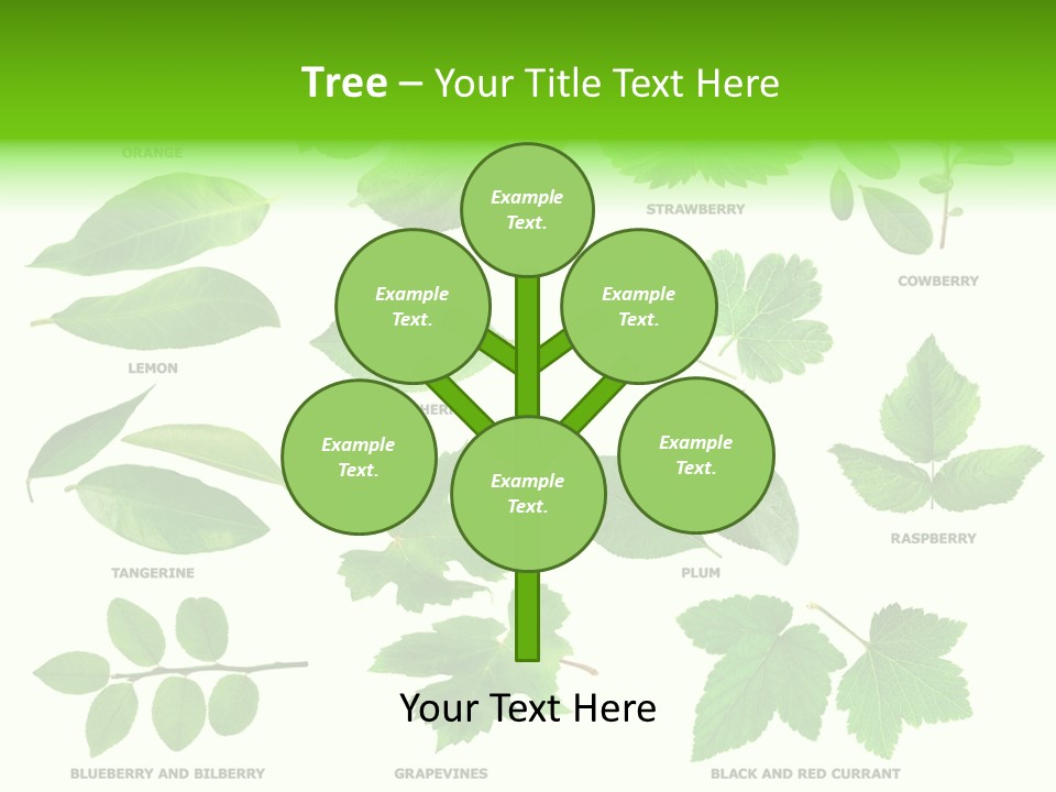 Raspberry Currant Redcurrant PowerPoint Template