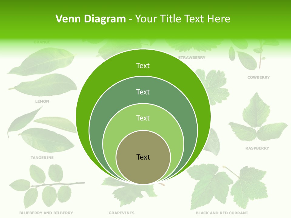 Raspberry Currant Redcurrant PowerPoint Template