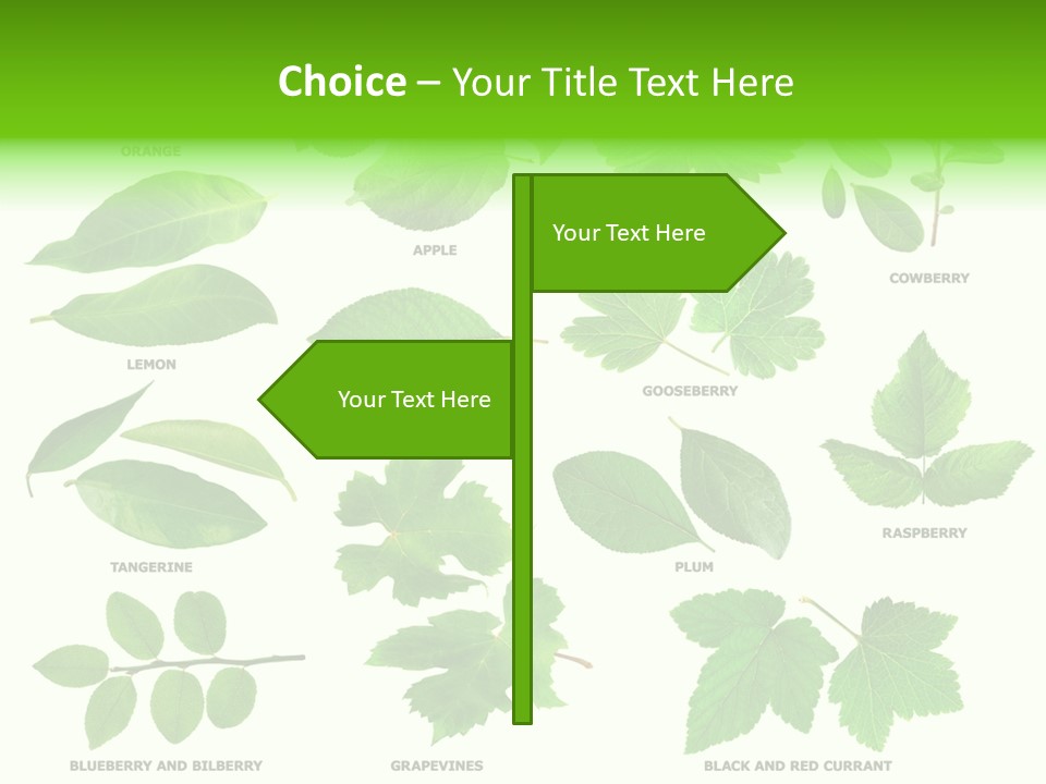 Raspberry Currant Redcurrant PowerPoint Template