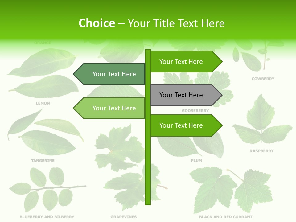 Raspberry Currant Redcurrant PowerPoint Template