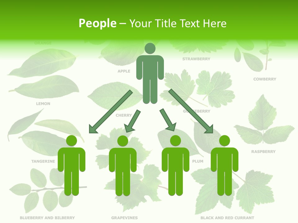 Raspberry Currant Redcurrant PowerPoint Template