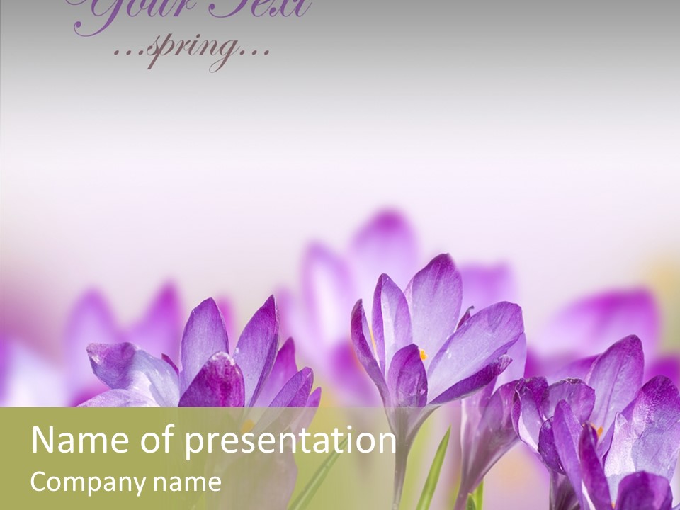 Beautiful Spring Flowers PowerPoint Template