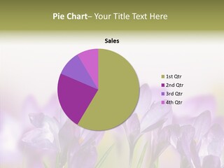 Beautiful Spring Flowers PowerPoint Template