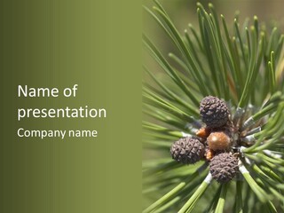 A Pine Tree With Cones And Cones On It PowerPoint Template