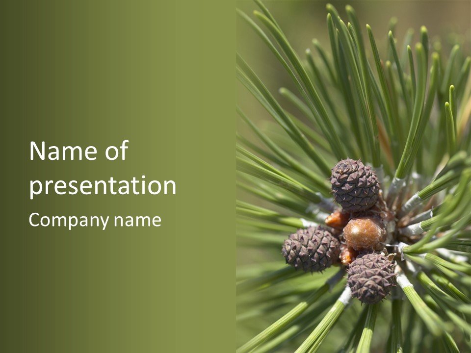 A Pine Tree With Cones And Cones On It PowerPoint Template