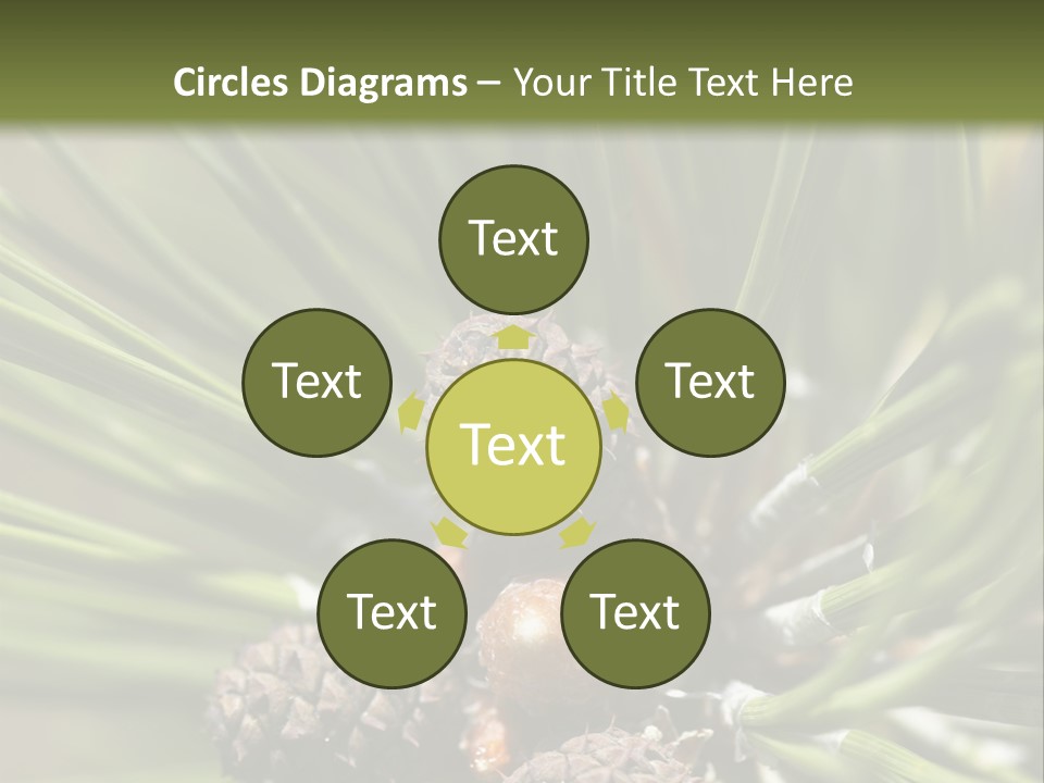 A Pine Tree With Cones And Cones On It PowerPoint Template