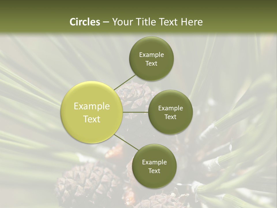 A Pine Tree With Cones And Cones On It PowerPoint Template