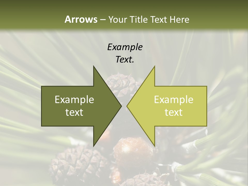 A Pine Tree With Cones And Cones On It PowerPoint Template