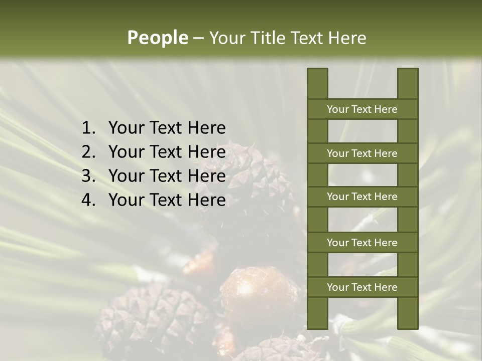 A Pine Tree With Cones And Cones On It PowerPoint Template