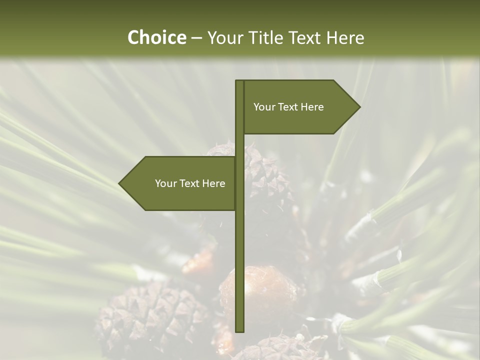 A Pine Tree With Cones And Cones On It PowerPoint Template