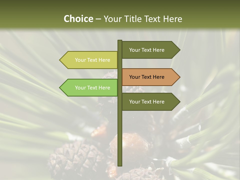 A Pine Tree With Cones And Cones On It PowerPoint Template