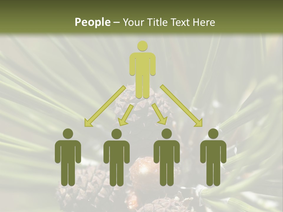 A Pine Tree With Cones And Cones On It PowerPoint Template