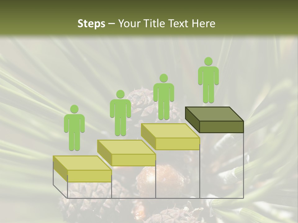 A Pine Tree With Cones And Cones On It PowerPoint Template