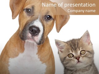 Terrier Idea Five PowerPoint Template