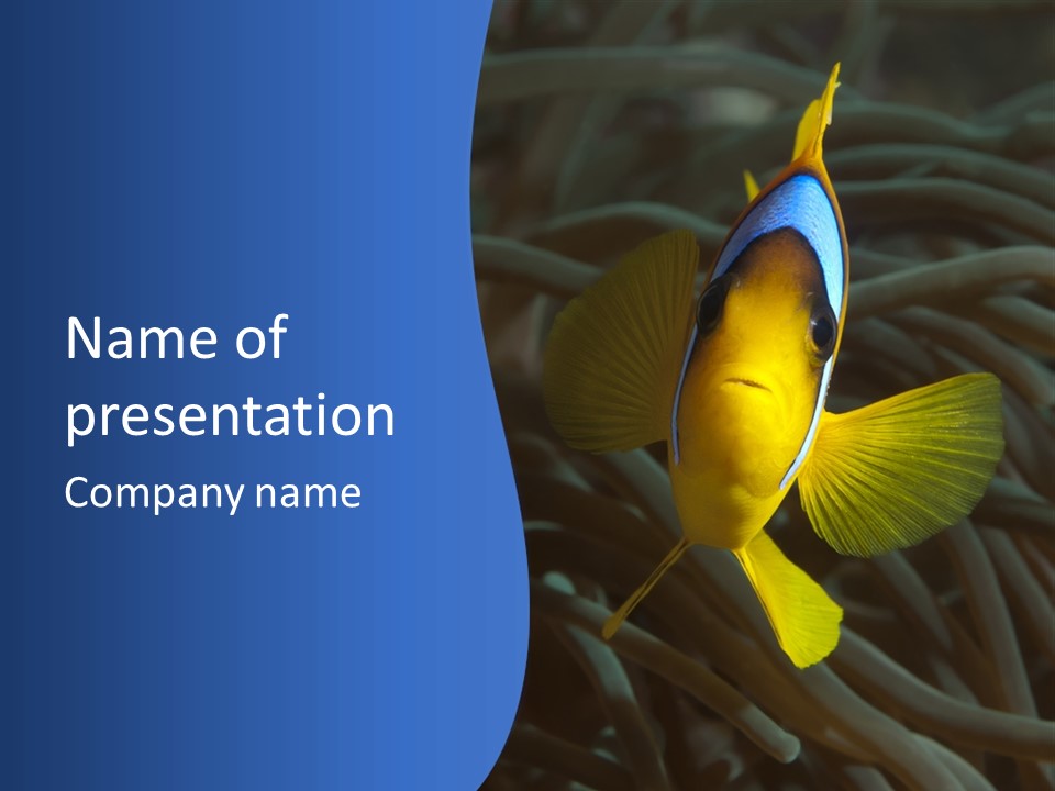 Coral Fish Exotic Diving PowerPoint Template
