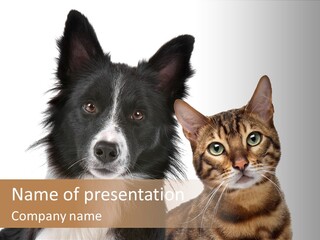 Cat White Front View PowerPoint Template