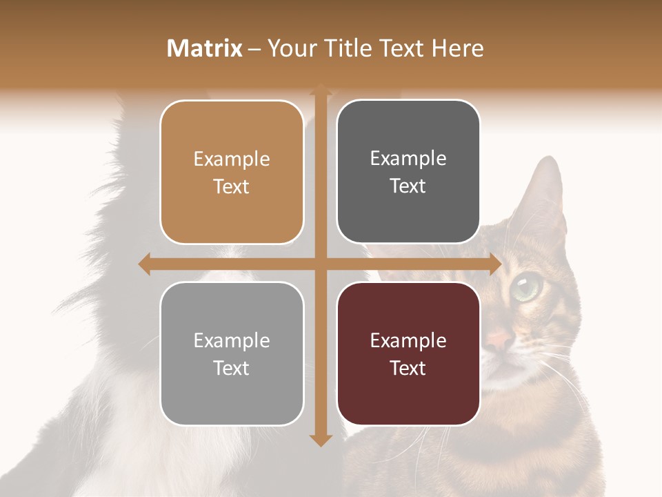 Cat White Front View PowerPoint Template