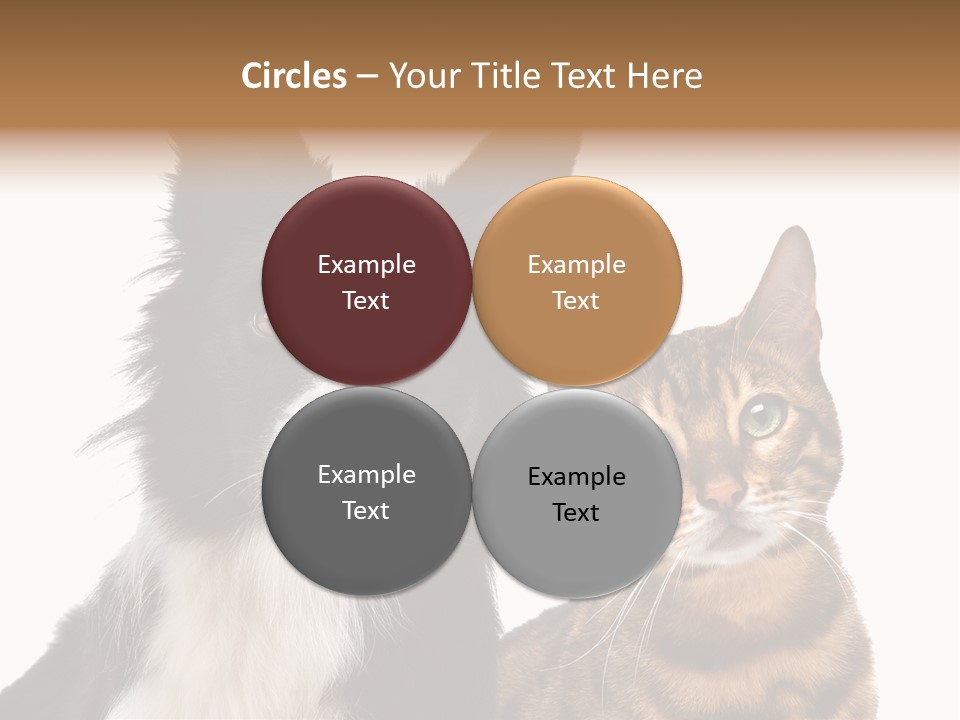 Cat White Front View PowerPoint Template