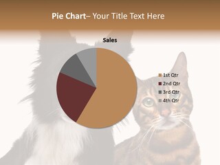 Cat White Front View PowerPoint Template