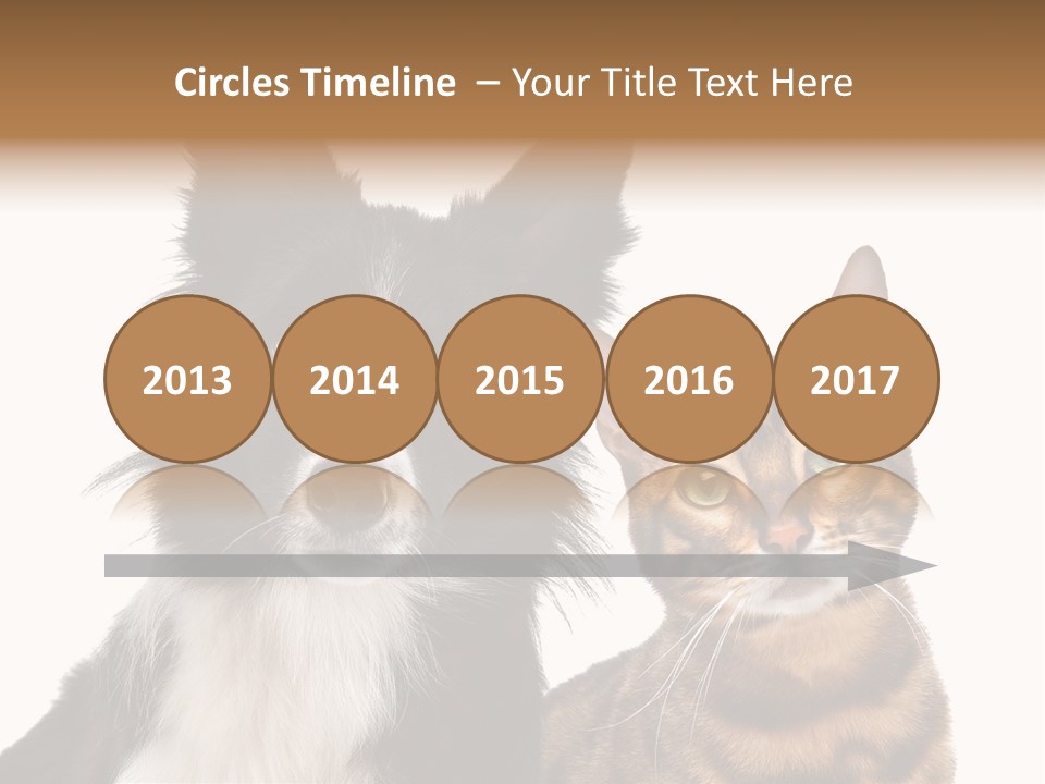 Cat White Front View PowerPoint Template