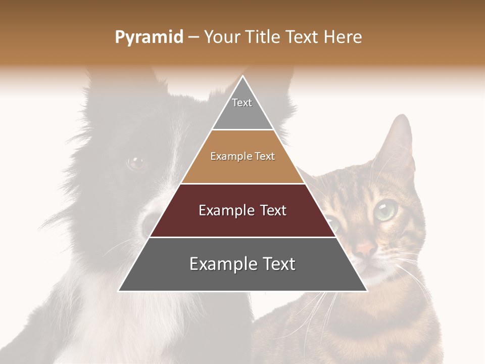 Cat White Front View PowerPoint Template