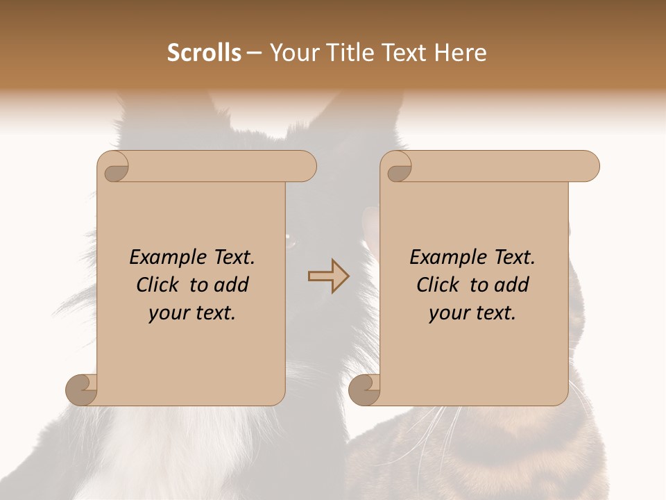 Cat White Front View PowerPoint Template