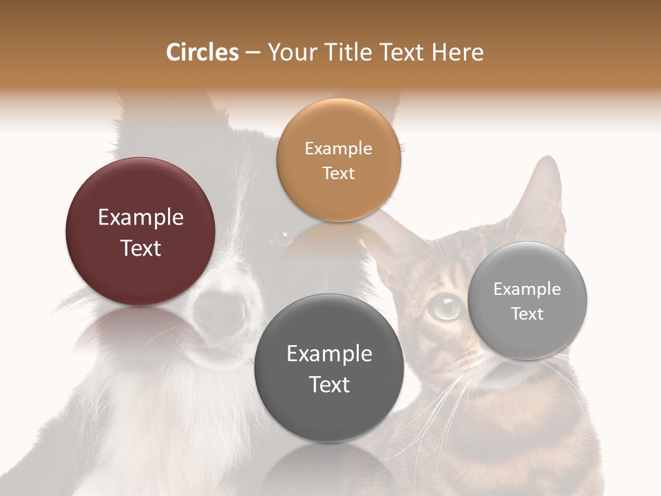 Cat White Front View PowerPoint Template