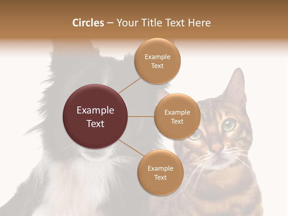 Cat White Front View PowerPoint Template